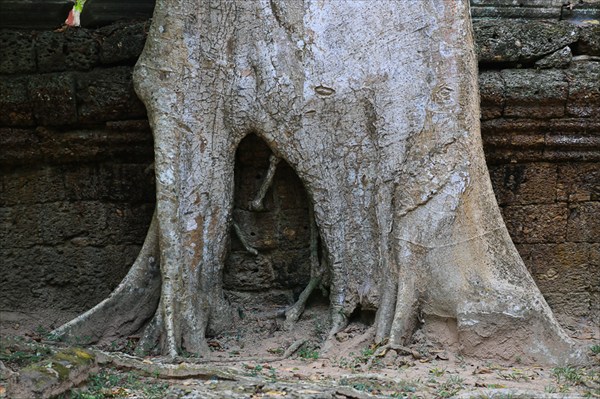 Деревья, Ангор (3), Камбоджа